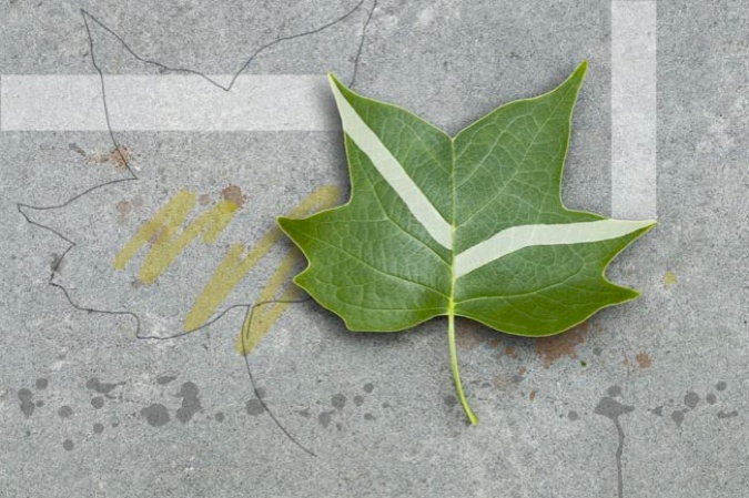 Green Tulip Tree Leaf, 2010