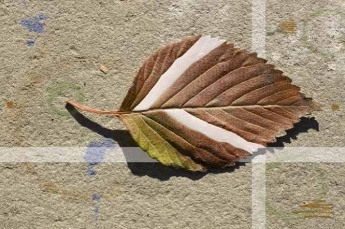 Brown and Green Birch Leaf, 2012