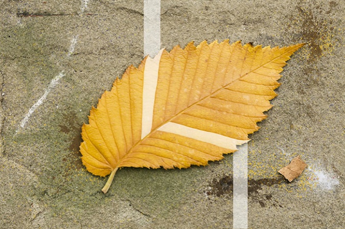 Yellow American Elm Leaf, 2012