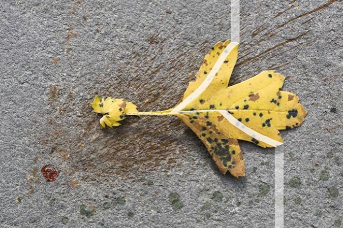 Yellow Leaf with Green and Brown Spots (shrub), 2010