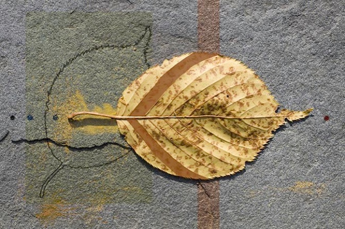 Birch Leaf with Brown Spots (underside), 2010