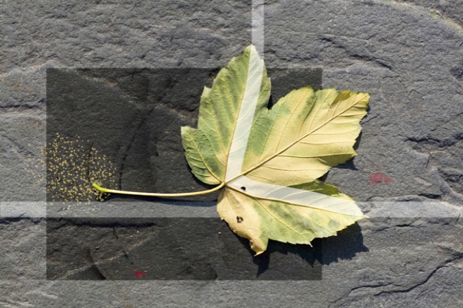 Yellow Green London Plane Tree Leaf [underside], 2010