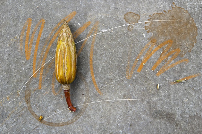 Tulip Tree Seed Cone 1, 2009