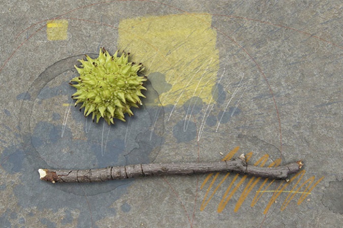 Sweet Gum Seed Pod and Twig, 2009
