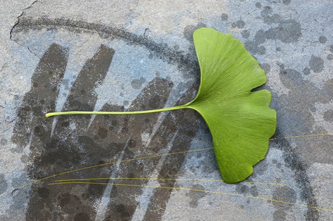 Gingko Leaf, 2009