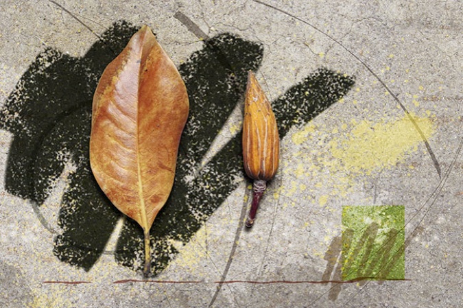 Magnolia Leaf and Tulip Tree Cone, 2009