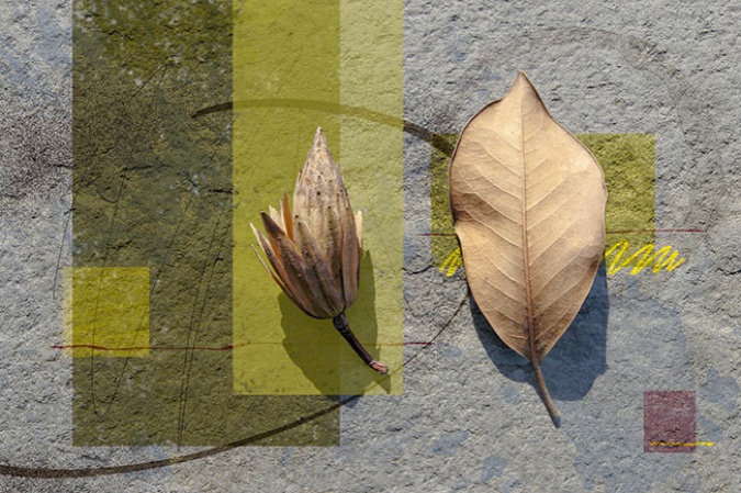 Tulip Tree Cone and Magnolia Leaf, 2009